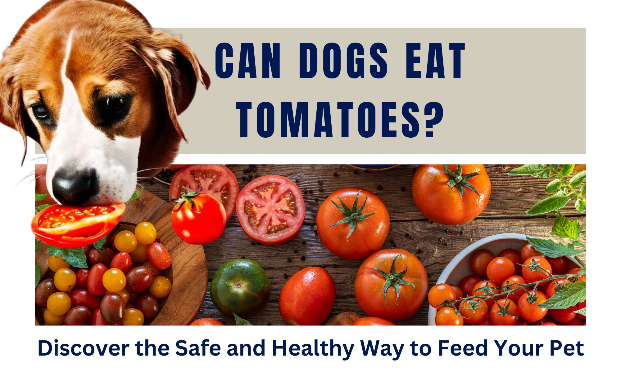 Can Dogs Eat Tomatoes Discover the Safe and Healthy Way to Feed Your Pet Pooch Ooze