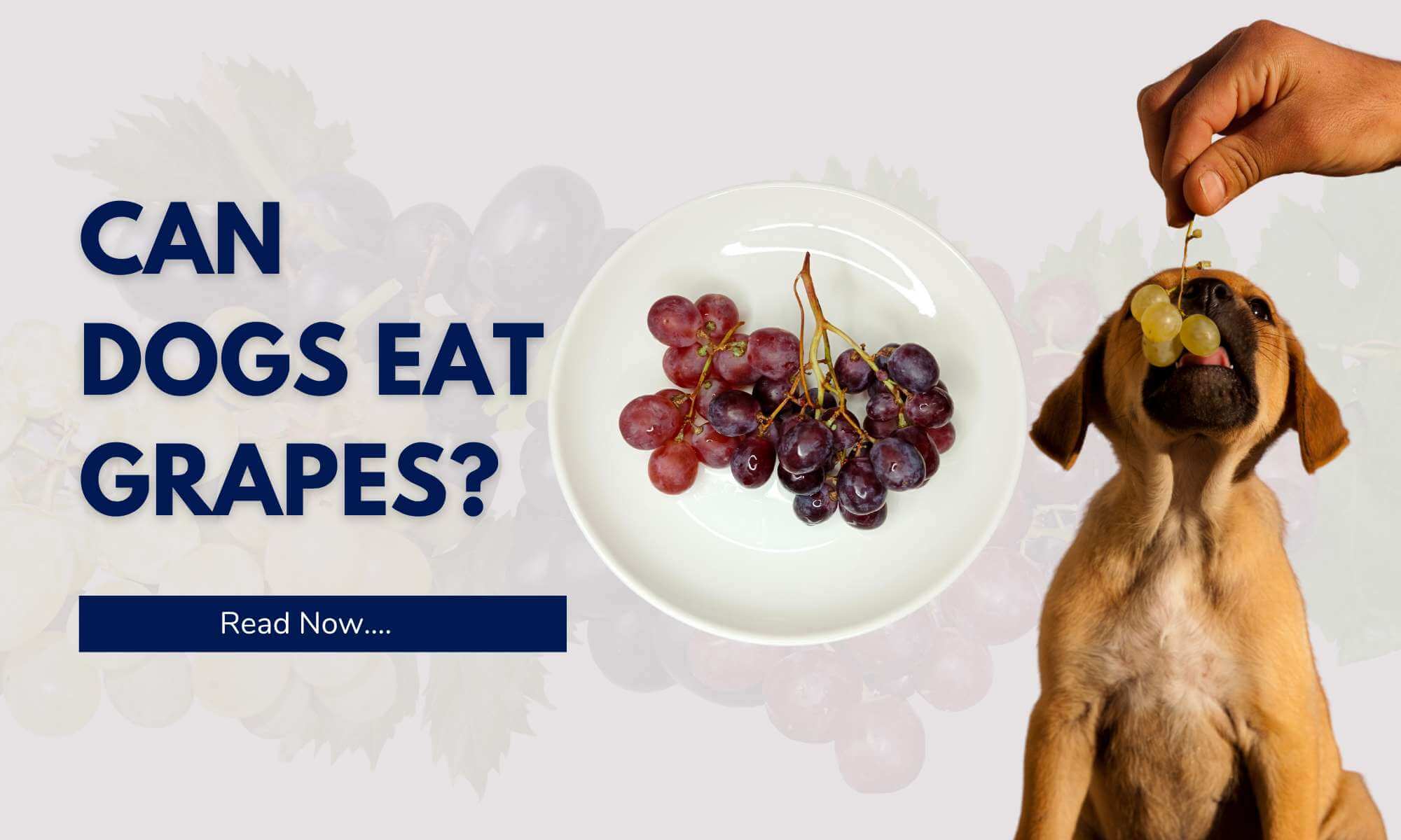 Are dogs allowed to eat outlet grapes