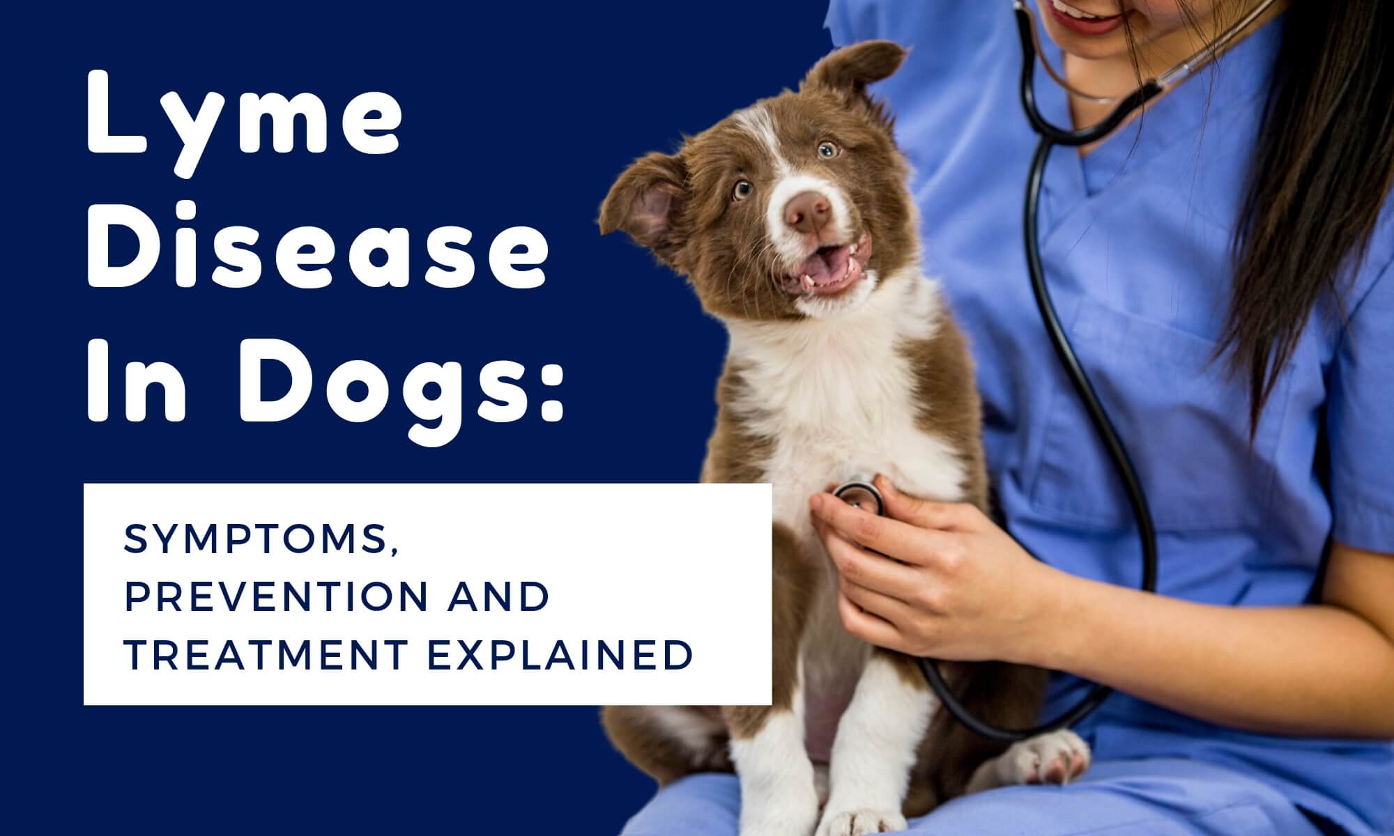 Lyme Disease in Dogs: Symptoms, Prevention, and Treatment Explained ...