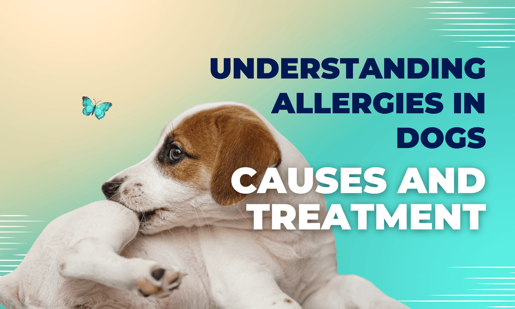 Understanding allergies in dogs | causes and treatments